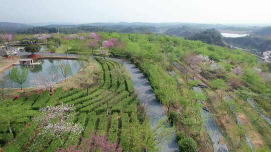 湖南省郴州市高椅岭樱花茶园4k航拍风光