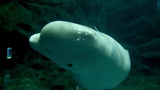 白鲸 群居动物 海洋中的金丝雀 水下摄影