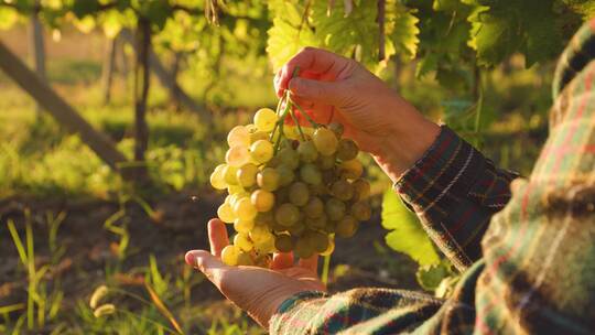 农场工人在葡萄园收获有机葡萄。
