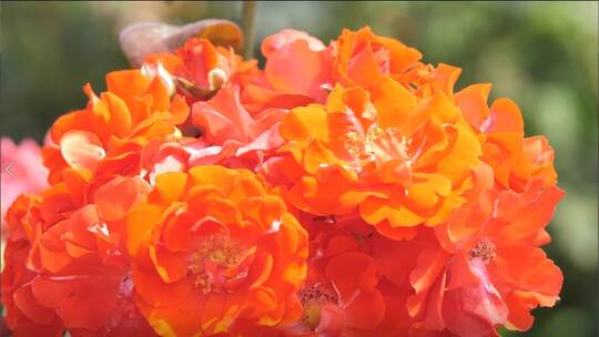 鲜花特写玫瑰月季美丽花朵4K视频素材模板下载