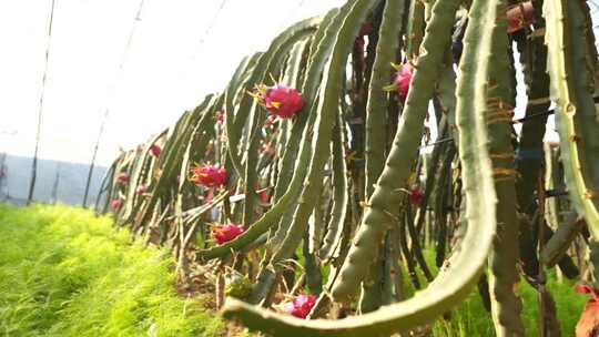 火龙果树 火龙果种植基地