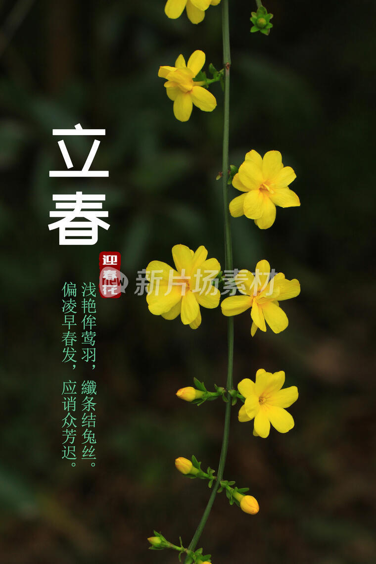 二十四节气，立春，迎春花