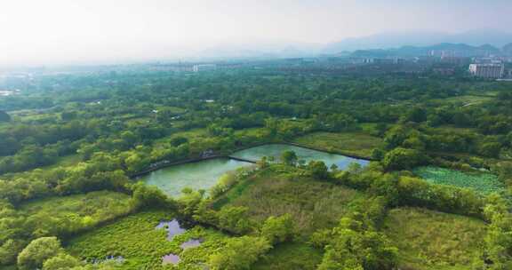 杭州余杭区五常湿地夏季风光