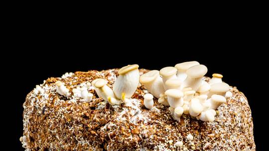 4k食用蘑菇生长大延时摄影