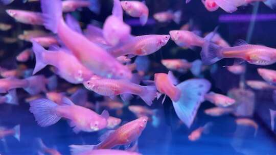 水族馆的鱼