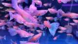 水族馆的鱼高清在线视频素材下载