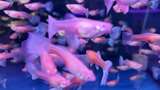 水族馆的鱼高清在线视频素材下载