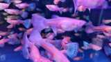 水族馆的鱼高清在线视频素材下载