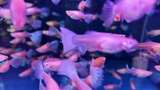水族馆的鱼高清在线视频素材下载