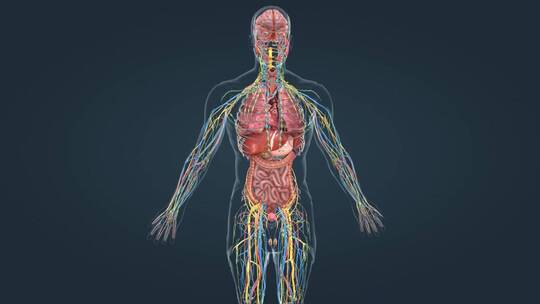 医学人体器官动画 神经 动脉 器官 动画