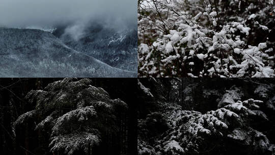 森林雪景降雪下雪升格镜头