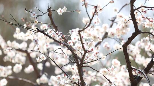 济南：趵突泉景区内玉兰花、梅花盛开视频素材模板下载