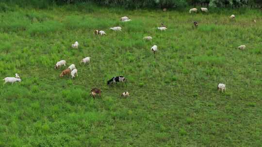 波尔山羊湿地草地生态放养吃草航拍