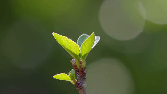 嫩绿新芽生长特写素材