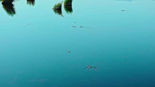 新疆博斯腾湖湿地