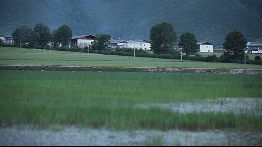 高清村庄草地河水清澈见底自然景观唯美