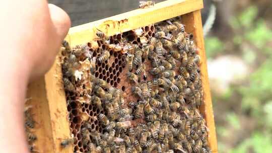 4K蜂蜜蜂础