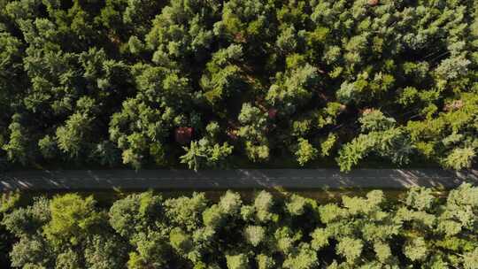 森林中道路的鸟瞰图