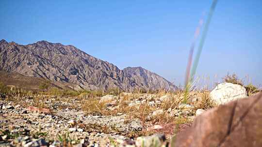 贺兰山荒滩植物石头01视频素材模板下载