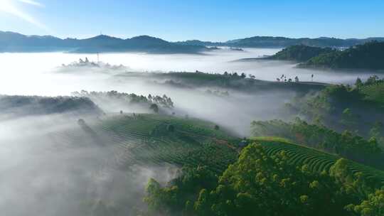 航拍云雾缭绕的茶山