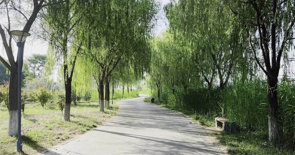 草丛中穿行绿叶植物安静宁静空间自然田地