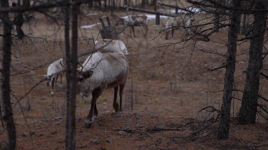 大兴安岭麋鹿