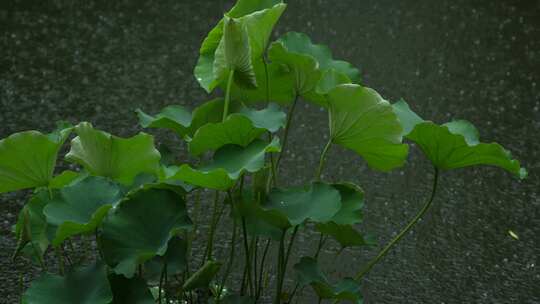 下雨天实拍