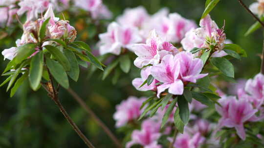 高山杜鹃花开花