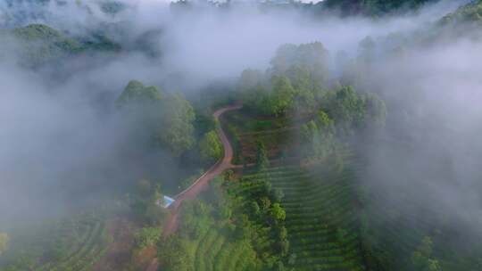 雨雾缭绕的茶山