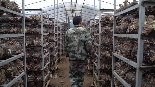 香菇基地香菇生长特写实拍