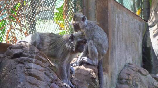 动物园的猕猴广西猴