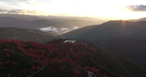 冬日大理无量山樱花谷日出云海茶园