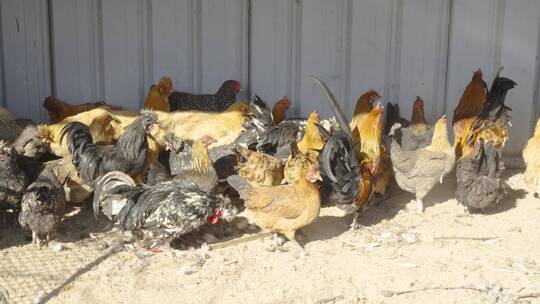 散养鸡农业养殖鸡圈生态养殖