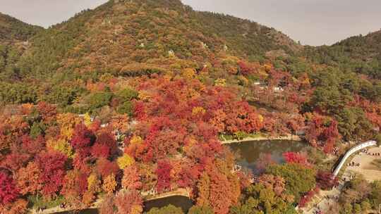 苏州天平山枫叶红了