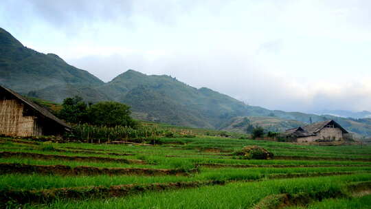农舍与水稻梯田在绿谷-萨帕越南