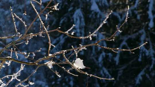 特写落满积雪的树枝雪花特写雾凇