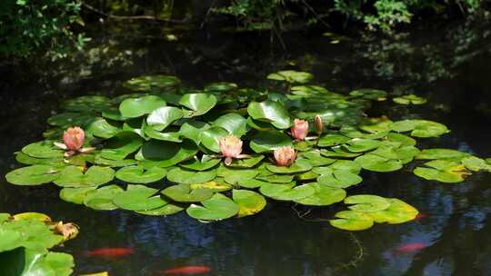 夏日荷塘风光，锦鲤从莲花莲叶旁游过