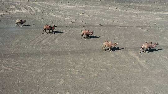 青海省海西州柴达木盆地嗷唠山骆驼航拍