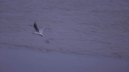 S海鸥在湿地飞行