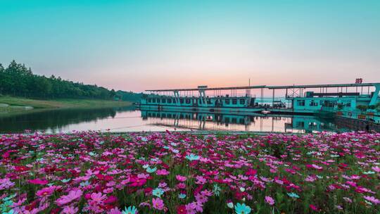 夏季格桑花海航拍