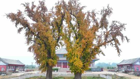 山东泰安华严寺银杏树