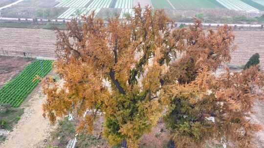 山东泰安华严寺银杏树