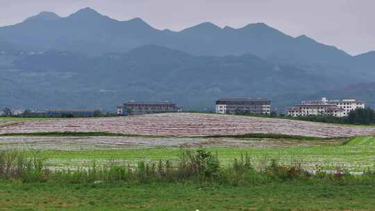 云南罗平世界花海景区