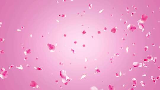 4K粉色浪漫花瓣舞台循环