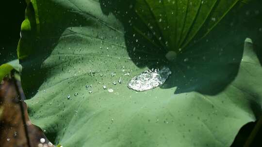 夏天，荷叶和水珠视频素材模板下载