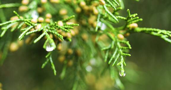 4K拍摄松枝上的雨滴