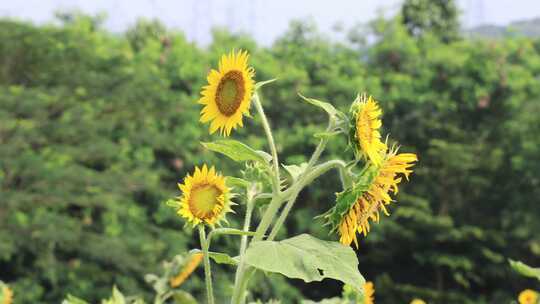 向日葵、葵花籽