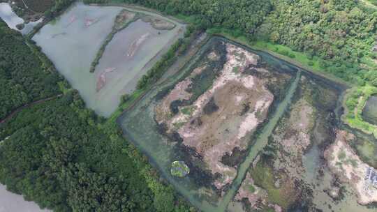 4K航拍深圳福田红树林湿地保护区