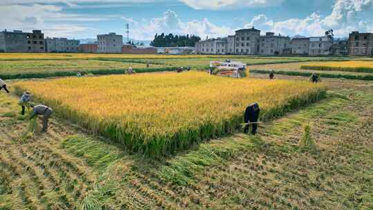 乡村振兴丰收季节机械化收割稻田