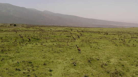塞伦盖蒂平原附近恩戈恩戈罗绿色山丘上有许多长颈鹿，迪有狩猎旅游车
